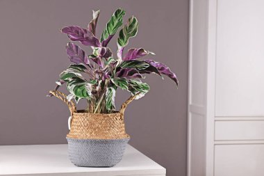 Egzotik 'Calathea White Fusion' Dua Bitkisi sepetin üzerinde