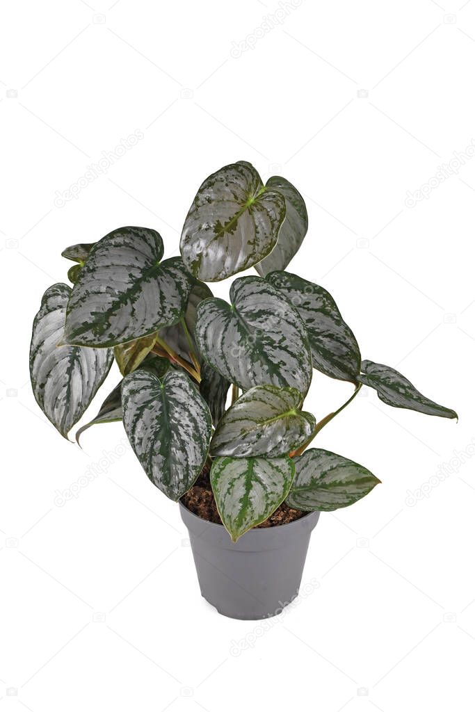 Exotic 'Philodendron Brandtianum' houseplant with silver pattern on leaves in flower pot on white background