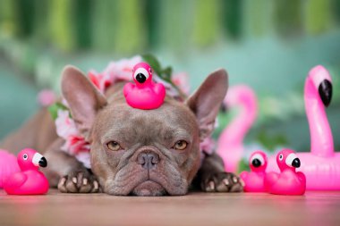 Yeşil arka planda tropik çiçek çelenkleri ve plastik oyuncak flamingoları olan Fransız Bulldog.