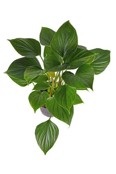 Tropiska Homaland Rubescens Emerald Gem Krukväxt Vit Bakgrund — Stockfoto