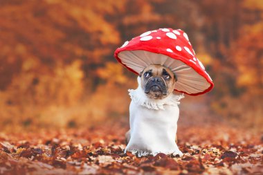 Tuhaf Fransız Bulldog 'u benzersiz sinek mantarı kostümü içinde turuncu sonbahar ormanında fotokopi uzayı ile duruyor.