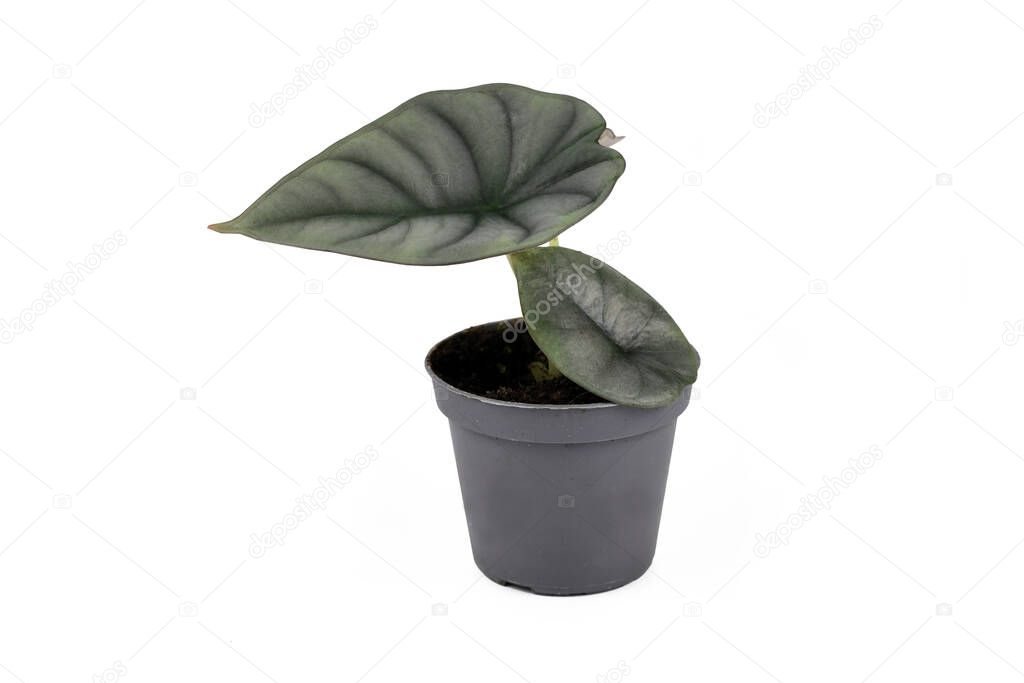 Small exotic 'Alocasia Nebula' houseplant with pale green leaves in flower pot on white background
