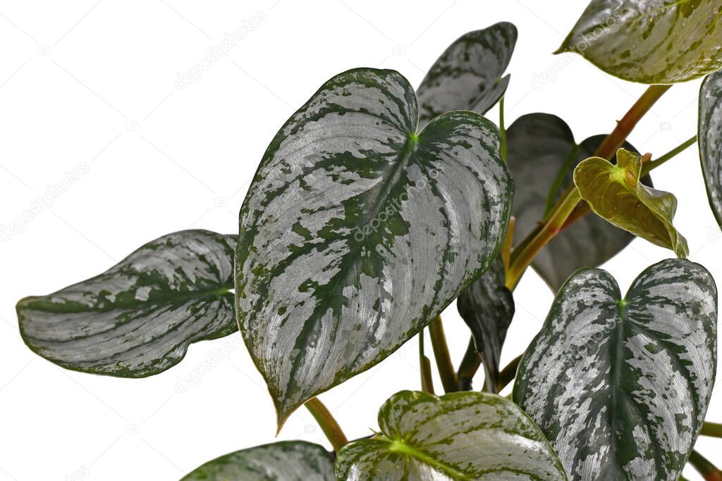 Close up of exotic 'Philodendron Brandtianum' houseplant with silver patter on white background