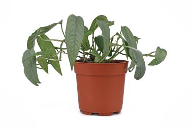 Tropical 'Epipremnum Pinnatum Cebu Blue' houseplant with silver-blue leaves in flower pot on white background clipart