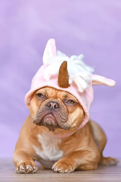 Francia Bulldog Kutya Visel Egy Vicces Kötött Rózsaszín Egyszarvú Kalap — Stock Fotó