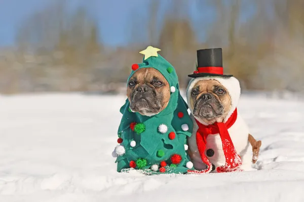 Funny dogs in Christmas costumes. Two French Bulldogs dresses up as Christmas tree and snowman in snow