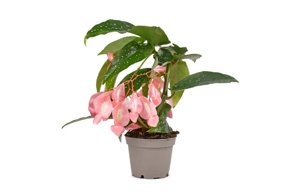 Planta Interior Tropical Begonia Tamaya Con Flores Rosas Maceta Sobre — Foto de Stock