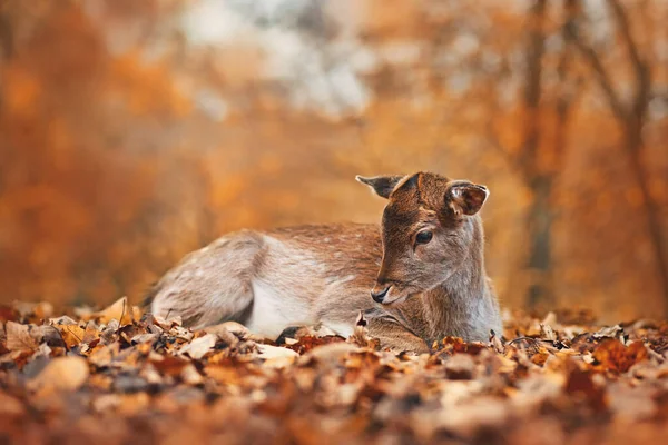 Fawn Daini Europei Sdraiati Nella Foresta Autunnale — Foto Stock