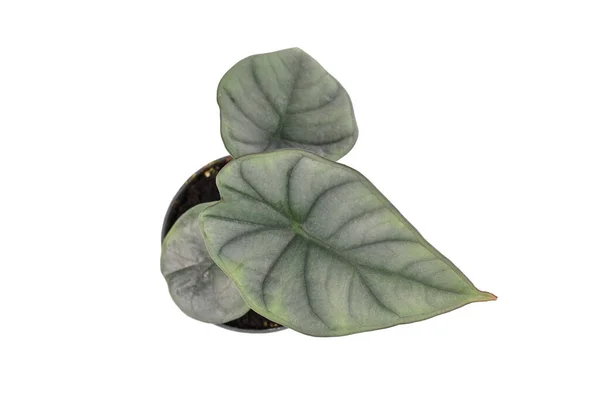白い背景に花器に薄緑色の葉を持つ小さなエキゾチックな アロカシア星雲 の観葉植物のトップビュー — ストック写真