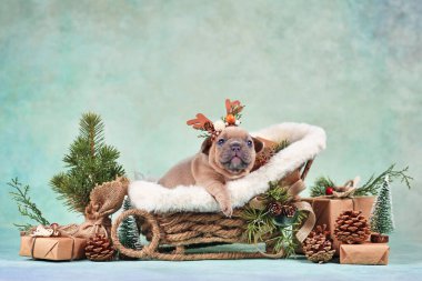 Fransız Bulldog köpek yavrusu Noel kızağı arabasında yeşil duvarın önünde mevsimlik dekorasyonla çevrili.