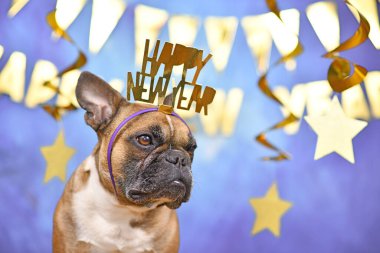 Fransız Bulldog Yeni Yıl arifesi başlığı takıyor. Üzerinde 