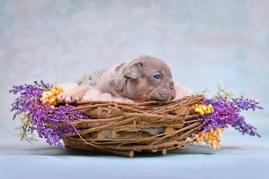 Mavi merle taba Fransız Bulldog köpek yavrusu hayvan yuvasında çiçeklerle süslenmiş.