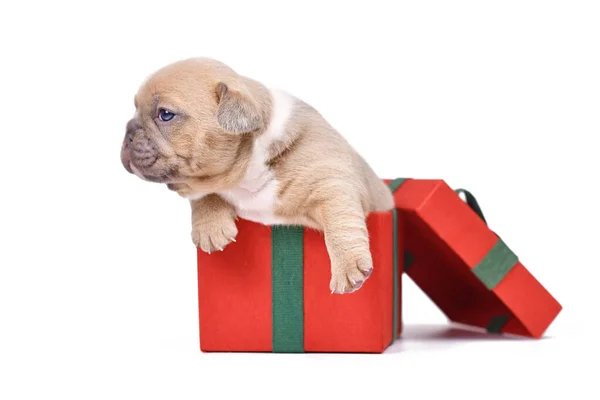 Cachorrinho Cachorro Francês Bulldog Sentado Caixa Presente Natal Vermelho Fundo — Fotografia de Stock