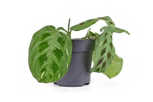 Tropische Zimmerpflanze Maranta Leuconeura Kerchoveana Variagata Mit Gefleckten Blättern Blumentopf — Stockfoto
