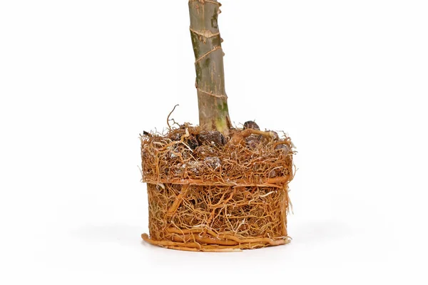 白い背景にDracaenaの植物の非常に根っこの根のボール — ストック写真