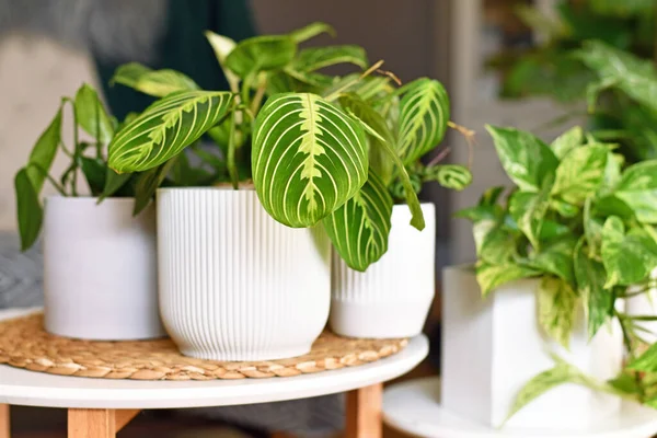 Exotic Maranta Leuconeura Lemon Lime Houseplant Flower Pot Table — 图库照片