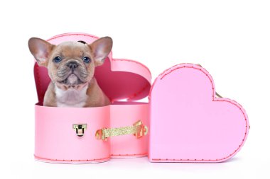 Sevgililer Günü bagaj kutusunda beyaz arka planda pembe kalp şeklinde şirin bir Fransız Bulldog köpeği yavrusu.