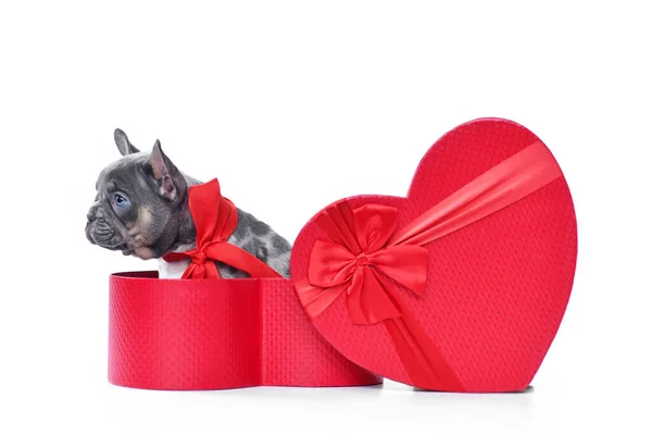 Merle French Bulldog Szczeniak Valentine Day Pudełko Kształcie Czerwonego Serca — Zdjęcie stockowe