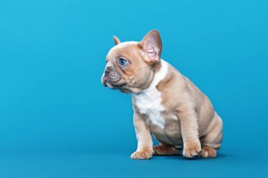 Leylak Kırmızı Fawn Fransız Bulldog köpeği mavi arka planda oturuyor