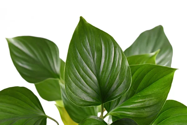 Leaf Tropical Homalomena Rubescens Emerald Gem Houseplant White Background — Foto de Stock