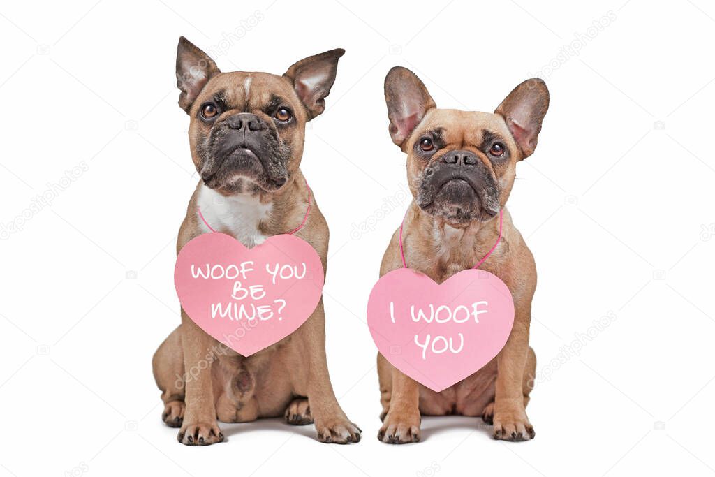 French Bulldog dogs with Valentine's Day hearts with text 'I woof you' and 'Will you be mine' around necks on white background