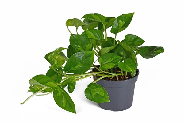 Tropisk Epipremnum Global Green Krukväxt Blomkruka Vit Bakgrund — Stockfoto