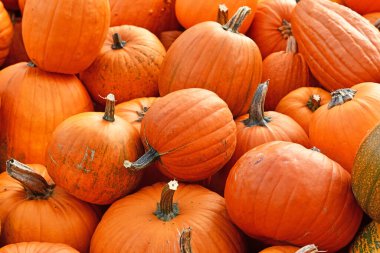 Portakallı büyük Cadılar Bayramı kabakları oymak için kullanılır. 