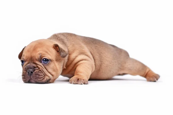 Crawling Red Fawn Colored French Bulldog Dog Puppy White Background — ストック写真