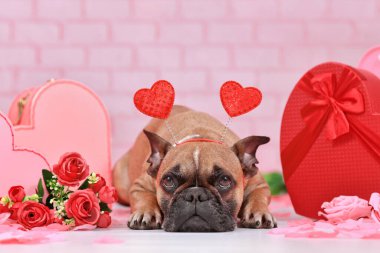 French Bulldog dog with Valentine's day headband with hearts lying between seasonal decorations with gift boxes and roses
