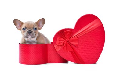 Valentine's day puppy. Lilac red fawn French Bulldog dog peeking out of red heart shaped gift box on white background