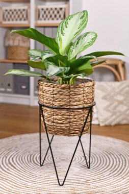 Tropical 'Aglaonema Silver Bay' houseplant with silver pattern in basket pot in boho style living room clipart