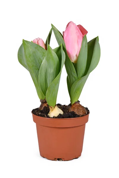 Small Pink Tulipa Sugar Love Tulip Flower Pot White Background — Stockfoto