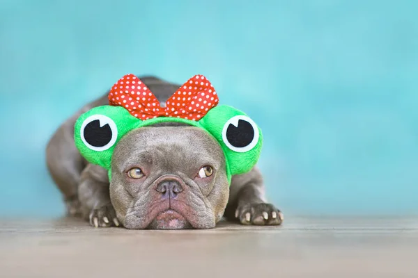 Cute French Bulldog Dog Funny Frog Costume Headband Front Blue — стоковое фото