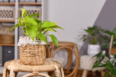 Neon yeşil topikal Epipremnum Aureum Limonlu ev bitkisi, oturma odasındaki masada, sepet çiçekli saksıda.