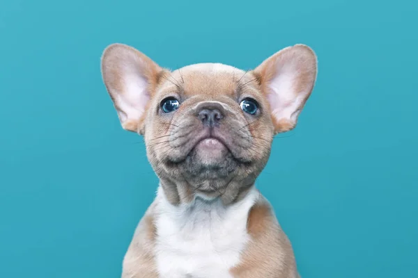 Retrato Lilás Vermelho Fawn Francês Bulldog Cachorro Fundo Azul — Fotografia de Stock