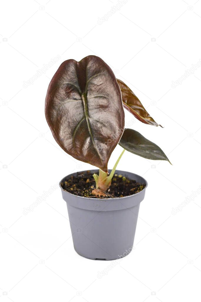 Exotic 'Alocasia Azlanii' houseplant with metallic red leaves in pot on white background