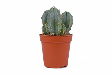 Küçük Myrtillocactus Geometrizans kaktüsleri çiçek saksısında beyaz arka planda.