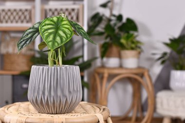 Egzotik 'Alocasia Baginda Dragon Scale' saksısı. Boho tarzı oturma odasındaki masanın üstünde.