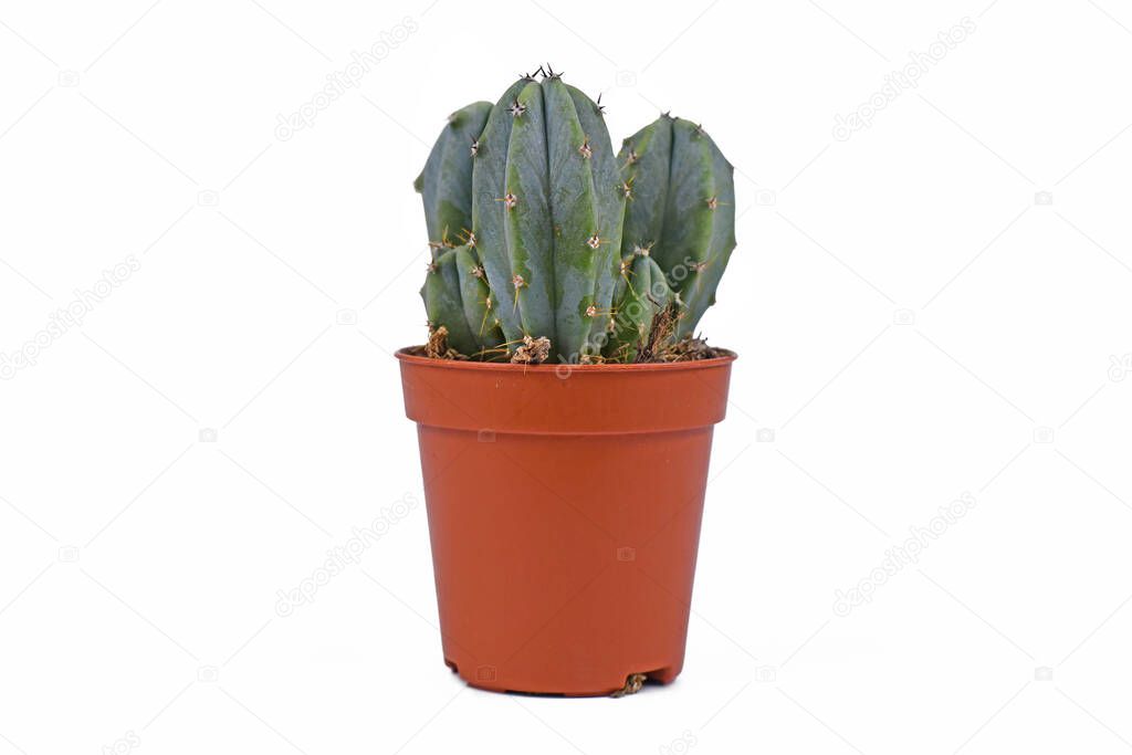 Small 'Myrtillocactus Geometrizans' cactus houseplant in flower pot on white background