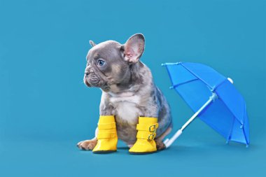 Yağmur köpeği. Şemsiyeli Fransız Bulldog köpeği ve mavi arka planda fotokopi alanı olan yağmur botları