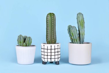 Mavi arka plandaki saksılarda farklı küçük mısır gevreği kaktüsleri.