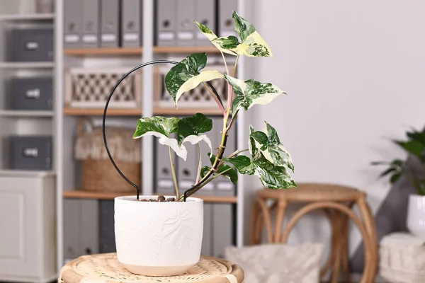 Exotische Zimmerpflanze Syngonium Podophyllum Variegata Mit Weißen Flecken Auf Dem — Stockfoto