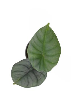 Beyaz arka planda çiçek saksısında soluk yeşil yapraklar bulunan küçük egzotik 'Alocasia Nebulası' çiçeğinin üst görüntüsü