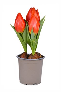 Kırmızı Tulipa Kırmızı Cennet, beyaz arka planda saksı çiçekli lale.
