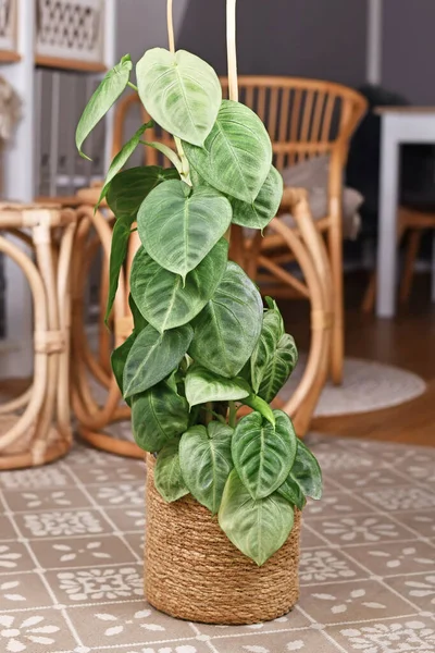 Potted Syngonium Macrophyllum Frosted Heart Kamerplant Klimmend Paal Woonkamer — Stockfoto
