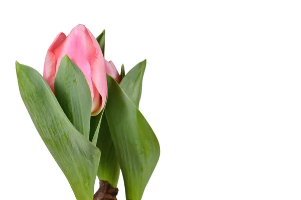 Rosa Blühende Tulpenblume Auf Der Seite Des Weißen Hintergrunds Mit — Stockfoto