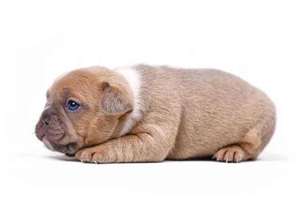 Vermelho Fawn Colorido Cachorro Cão Bulldog Francês Fundo Branco — Fotografia de Stock