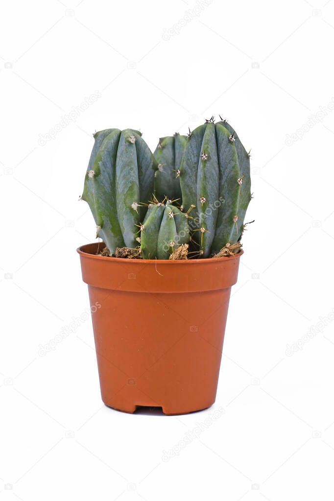 Small 'Myrtillocactus Geometrizans' cactus houseplant in flower pot on white background