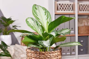 Potted tropical 'Aglaonema Silver Bay' houseplant with silver pattern in basket   clipart