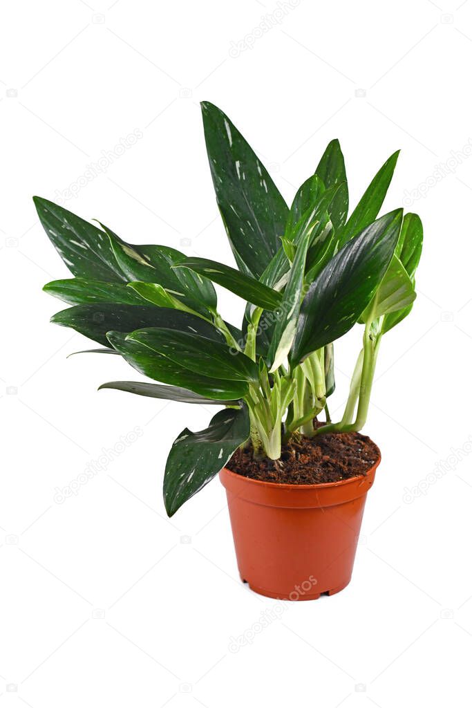 Tropical 'Monstera Standleyana' houseplant with white variagated leaves on white background